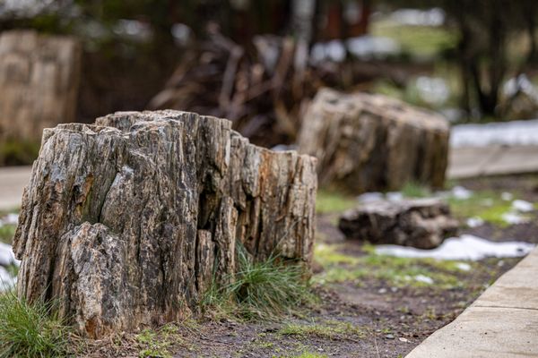 The Petrified Forest