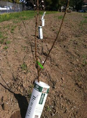 Two weeks after I planted my first batch of trees, I had blossoms!