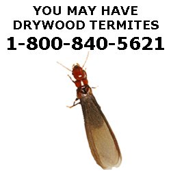 CALL NOW FOR A FREE TERMITE INSPECTION!