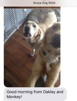 Update from Sonya while I was on a trip! Couldn't ask for more than to see my two pups in a picture while away from them :)