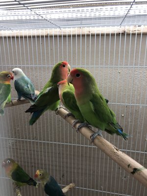 Beautiful little love birds!