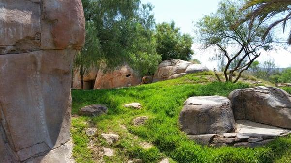 Lion Enclosure