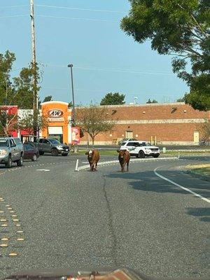 Cows on the loose.