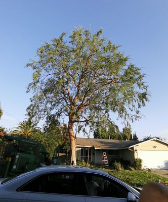 GreenView Tree Service