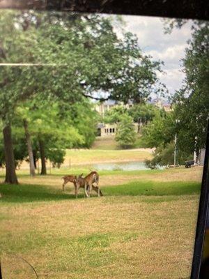 View from further living room