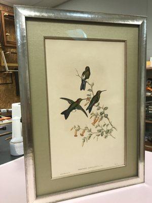 Updating an Audubon print