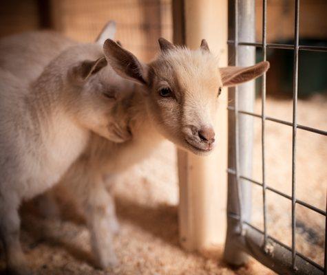 Sowa Goat Sanctuary