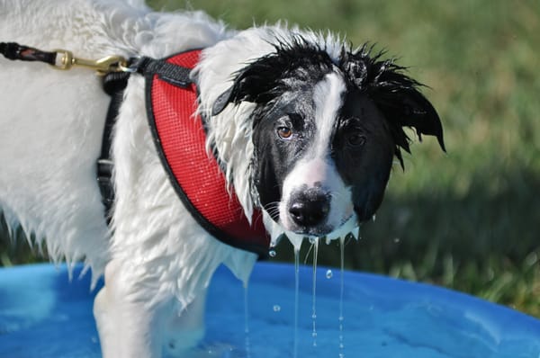 PUPPY HIKE can be a hot job for a pup. LOL!