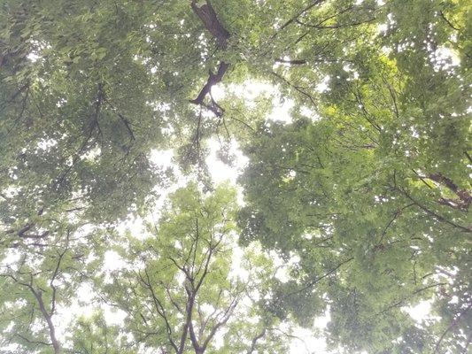 2019 August.  Canopy of trees.