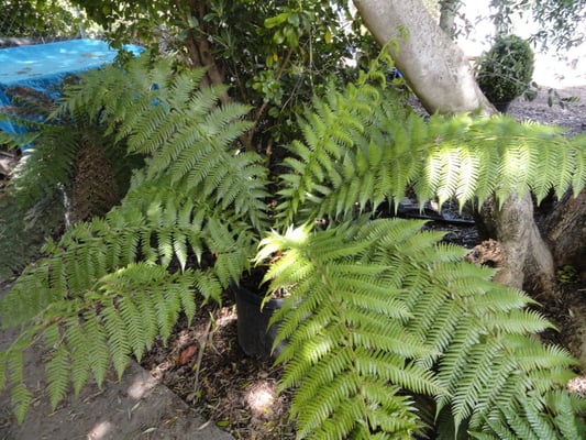 Dicksonia (New Zealand Fern Tree)