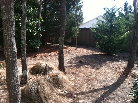 MW1: Non-descriptive back lawn.  No turf; just sand, leaves and few plants. Serious need of transformation.