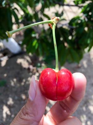 Rolling Thunder Cherry Ranch