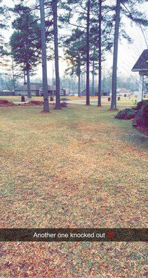 This whole yard was covered in pine needles 2 inches thick, knocked it out!