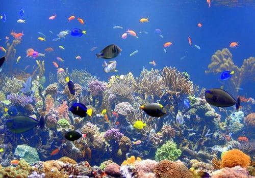 We specialize in custom aquariums and aquarium service.