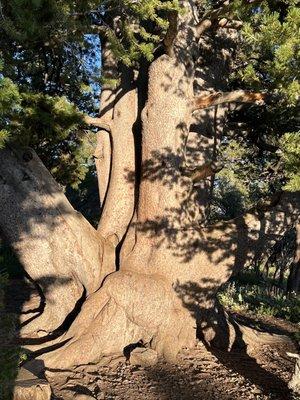 Limber pine