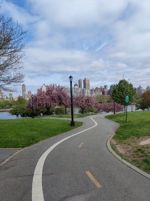 One of the paths with the cherry blossoms in the background!