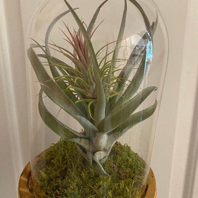 Air Plants