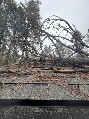 Fallen tree on roof.