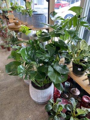 Philodendron XL