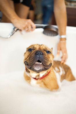 Tired of dealing with stinky pets?Let us take care of it! We offer top-notch pet grooming services in the comfort of your home.Call us today