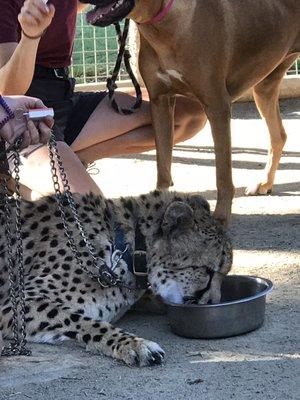 Up close with the cheetah!