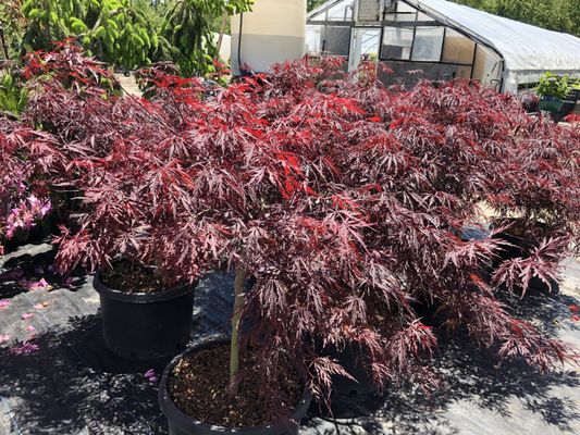 Japanese maple