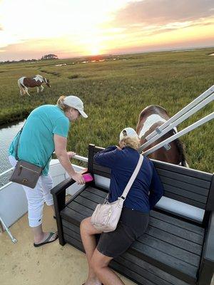 Customers enjoying the view of ponies