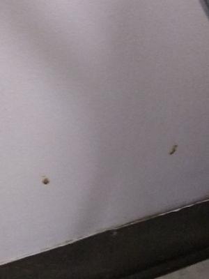 Feces splattered on bathroom wall-there for days.