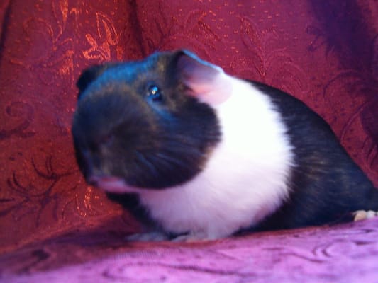 Photo of Vanilla E.