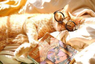 photo of A Well Read Cat Q.