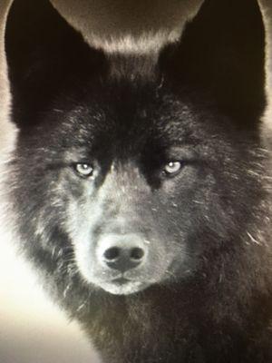 photo of Black Wolf R.