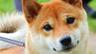 Photo of Shiba I.