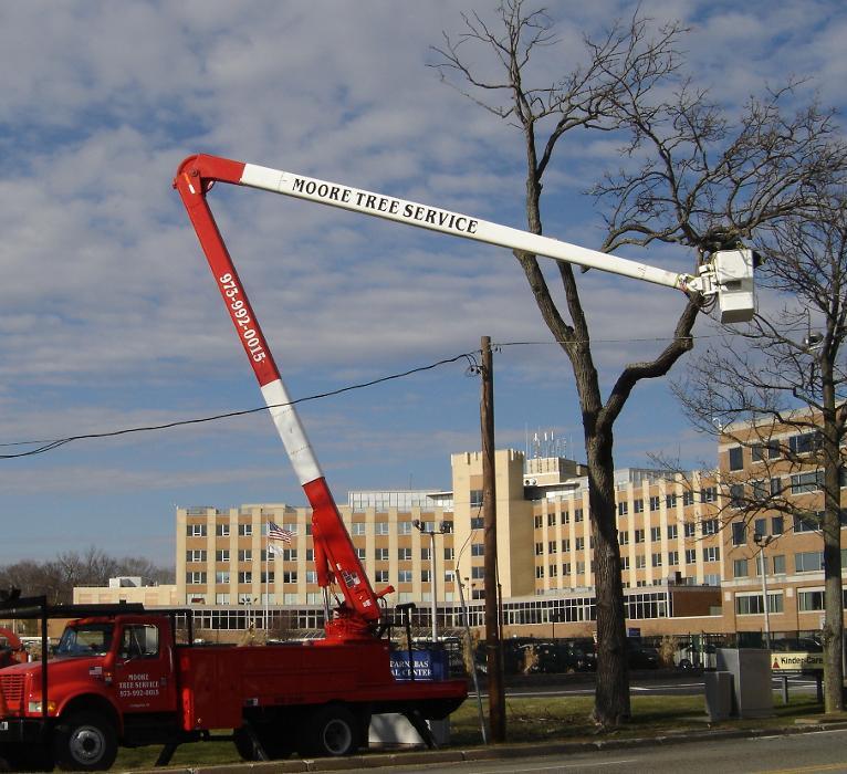 Moores Tree Service