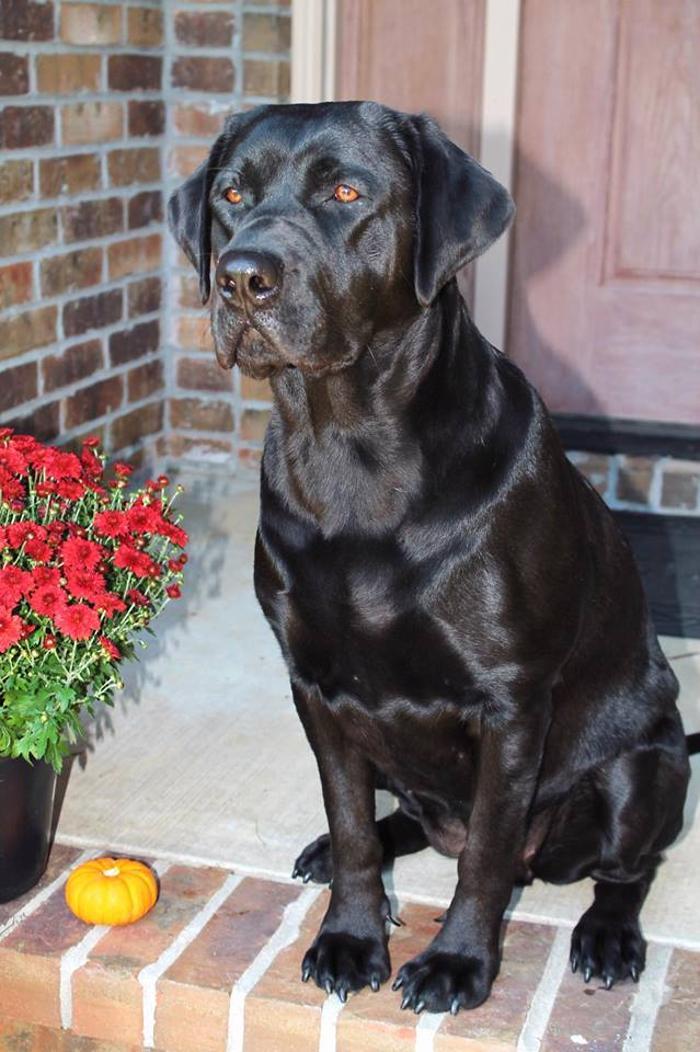 Cadron Ridge Labradors