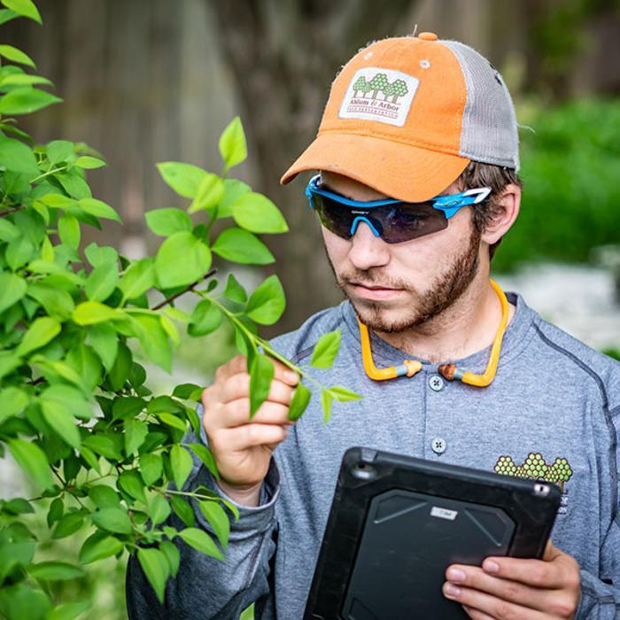 Ahlum & Arbor Tree Preservation