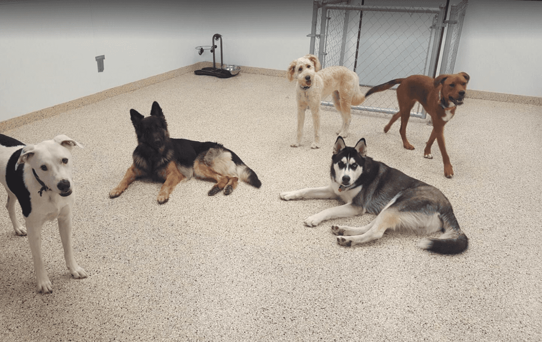 Dr. Dave's Doggy Daycare, Boarding, & Grooming