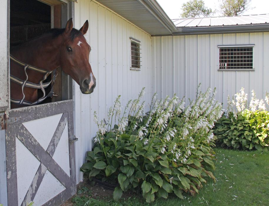 Apple Hill Dressage