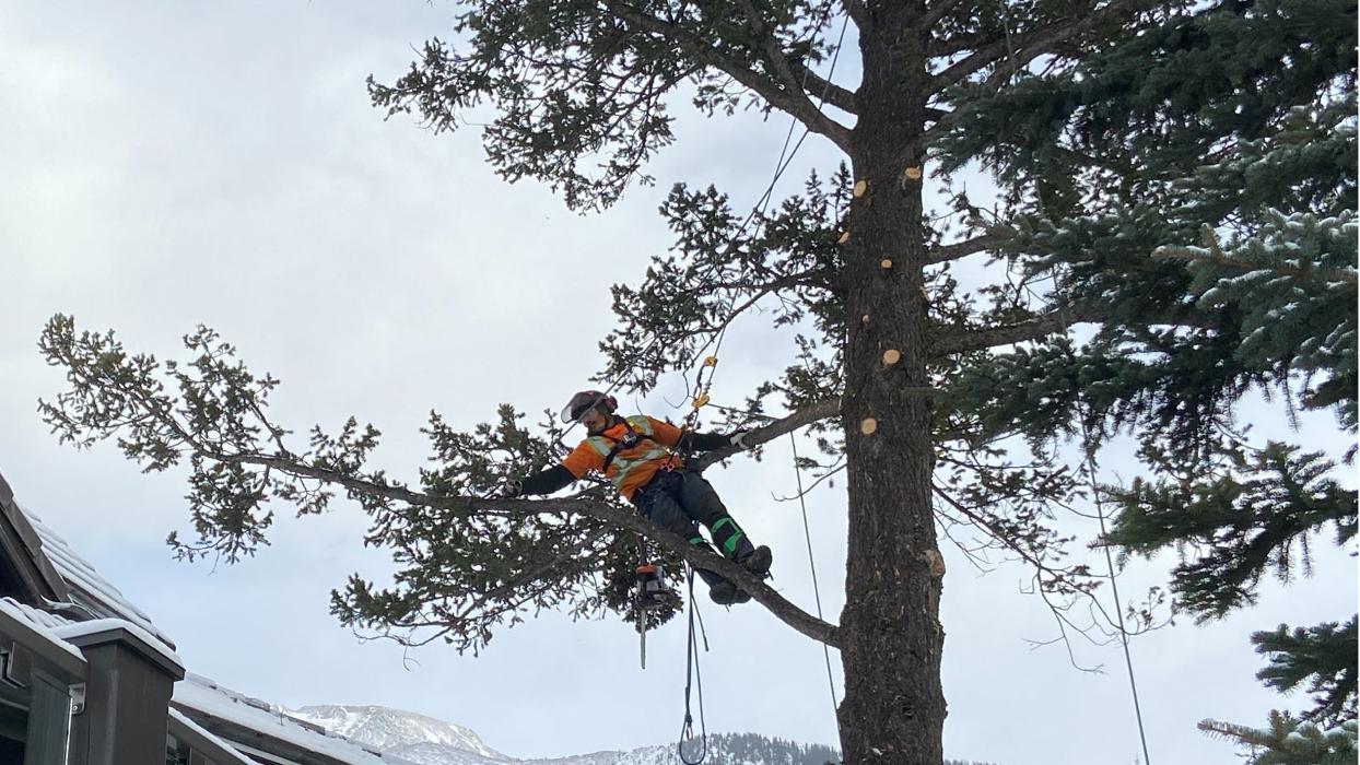 Ascent Tree Services Ltd.