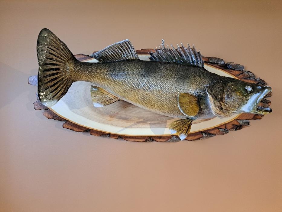 Gary Foreman Taxidermy