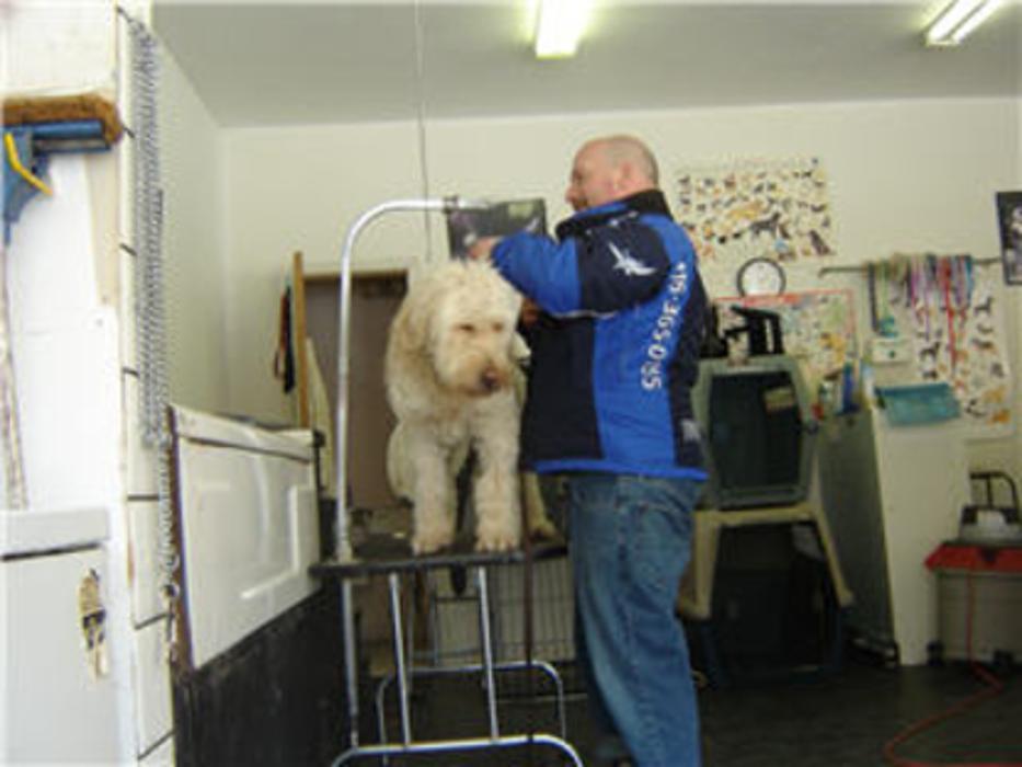 Doggy Styles Pet Services