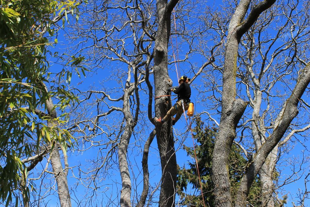 Talmack Urban Forestry Consultants Ltd Arborists