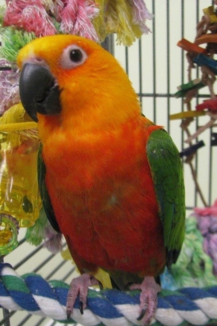 Calgary Avian & Exotic Pet Clinic