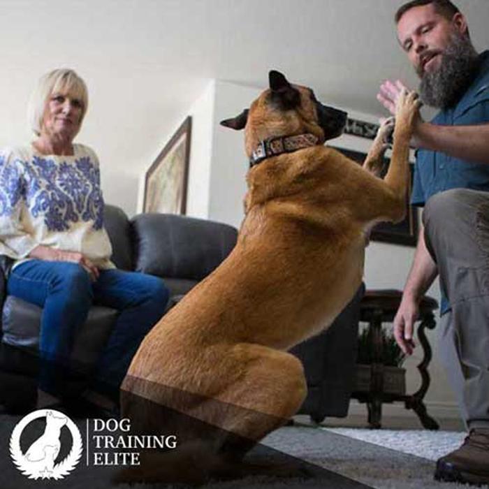 Dog Training Elite of the NC Triangle