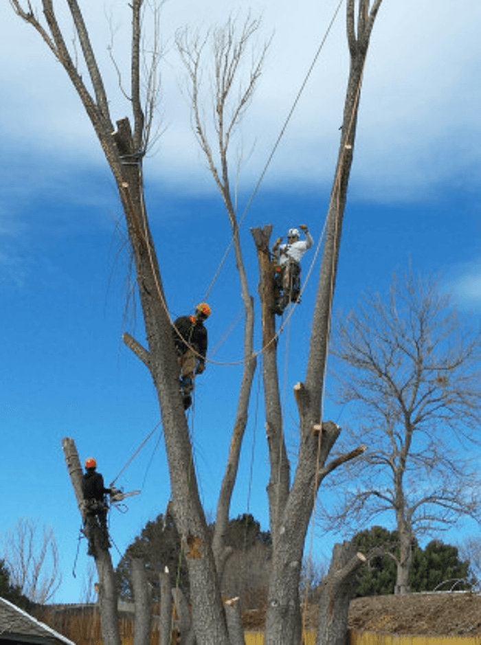 Urban Forest Services