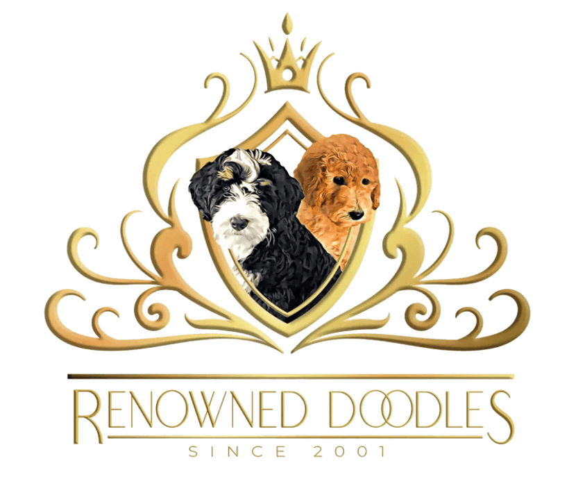 Renowned Bernedoodles