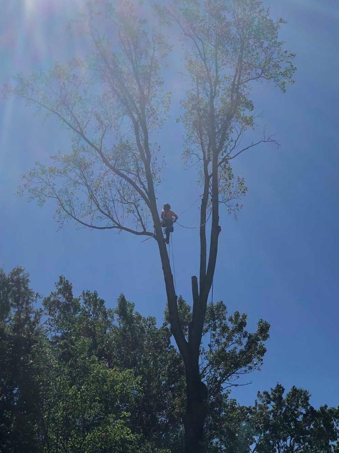 McClaran's Tree Care