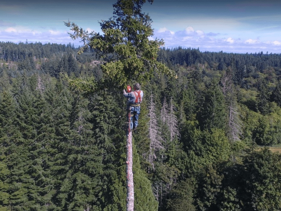 Fred Holmes Tree Service