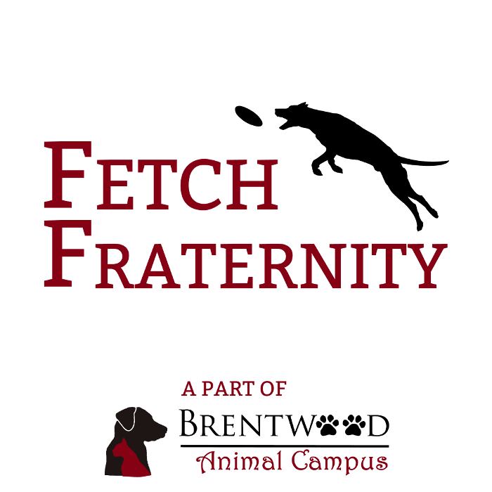 Fetch Fraternity Doggy Daycare