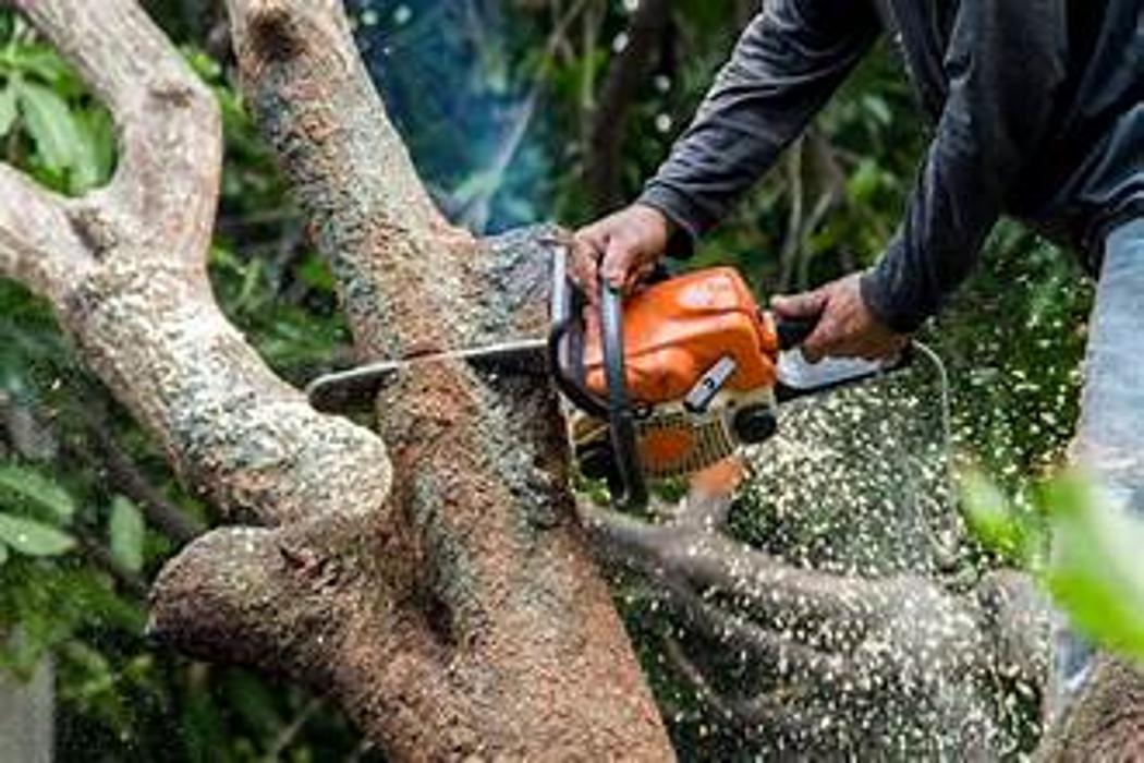 Gastelum  Tree Service