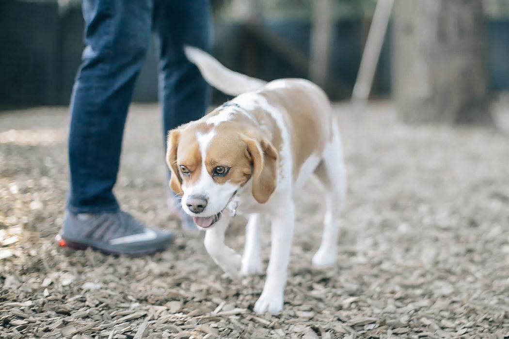 Reynolds Dog Resort & Training Center